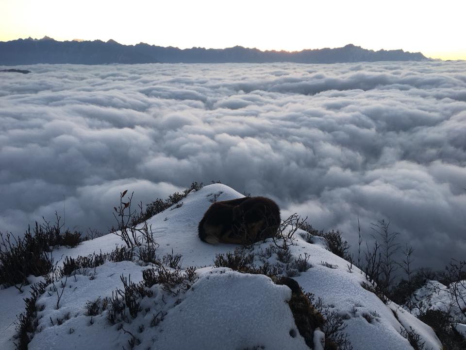 The trekking dog